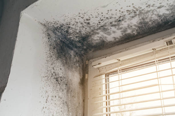 Affordable Mold Inspection And Testing solutions in Poulsbo, WA